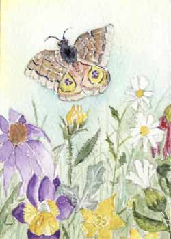 "Prairie Flowers" by Jean Tupper, Madison WI - Watercolor